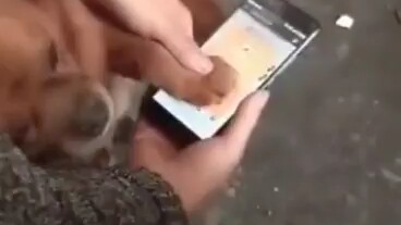 A dog’s worth is realized in a single moment.