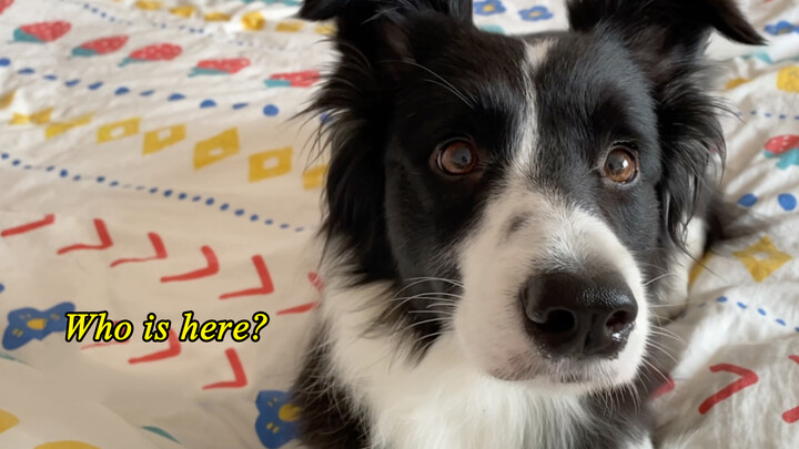 [Dog] How brave is my Border Collie?