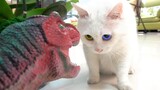 Lingkaran Binatang|Peliharaan Imut|Membiarkan Kucing Mencari Makan