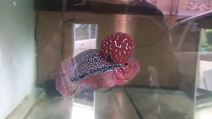 flowerhorn