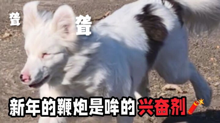 Khi những chú chó con khác sợ pháo nổ đến run rẩy, thì chú chó điếc Mô Mô… Năm nay đón Tết, mang “vu