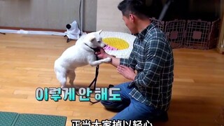 狗狗得寸进尺撕咬主人，训犬师一招锁喉将其降服，简直太给力了。