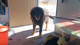 [Hewan]Daging Terakhir Dimakan Tibetan Mastiff Liar di Pertambangan