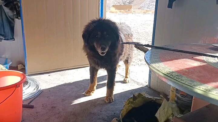 Poor stray Tibetan Mastiff in the mine