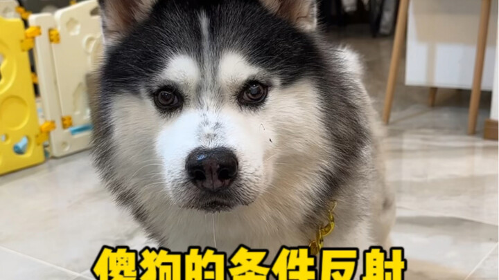 A silly dog’s conditioned reflex…
