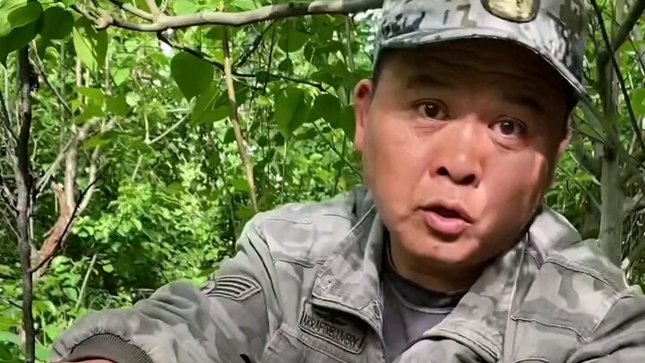 ตัวอ่อนด้วงหนวดยาวเจาะกินลำต้นไม้ โดยช่วงเดือนพฤษภาคมถึงตุลาคมเป็นช่วงที่พวกมันทำลายต้นไม้มากที่สุด 