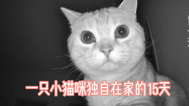 主人隔离，小猫咪独自在家的15天