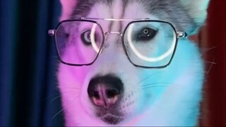 Cùng học tiếng chó sói tru nha #Husky