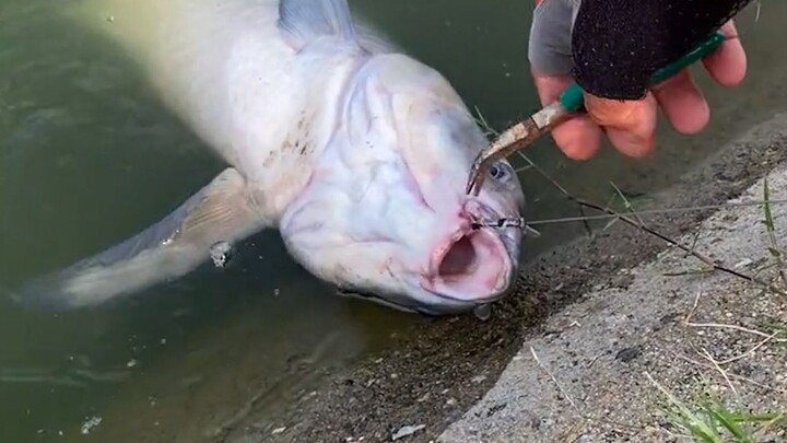 السمكة: بماذا يمكنني أن أثق بعد الآن؟