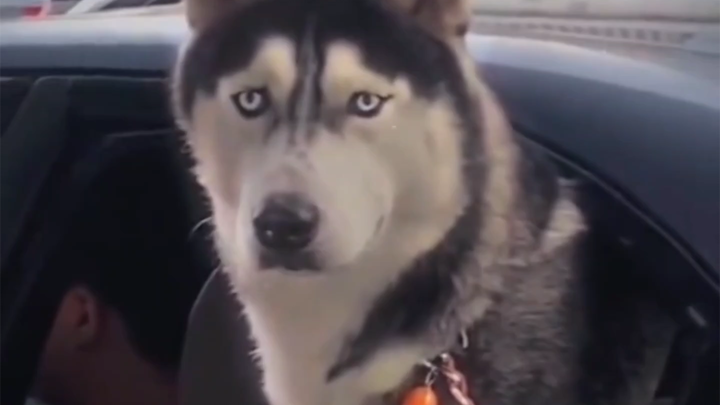 He actually understood!