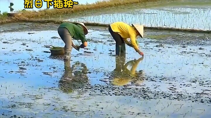 โรงเรียนทำให้เรื่องพวกนี้เป็นมาตรฐานเดียวกันได้ยังไงกันนะ?