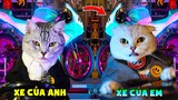 Thú Cưng Vlog | Mèo Và Mun Siêu Quậy #13 | Mèo thông minh vui nhộn | Smart cat funny pets