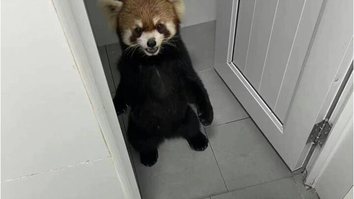 Chú gấu mèo siêu đáng yêu đã lẻn vào ký túc xá nữ, nhưng lại bị bắt đi làm xét nghiệm axit nucleic m