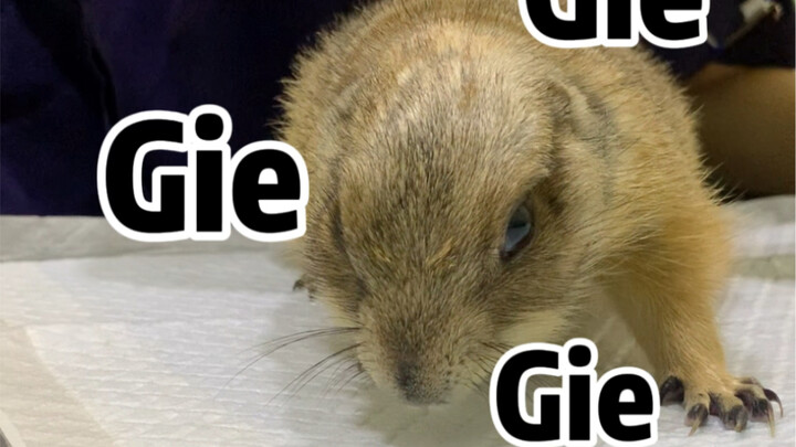 The Pet Doctor's Pets