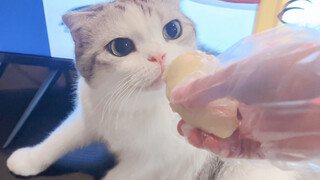 عندما جعلت القطط تشم الدوريان...