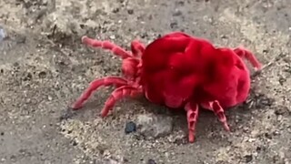 Giant Red Velvet Mite Buries Itself [Youtube]