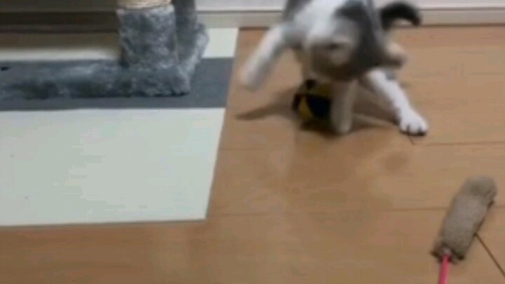 Adegan Lucu Kehidupan - Keseharian Lucu Kucing Imut Vlog4