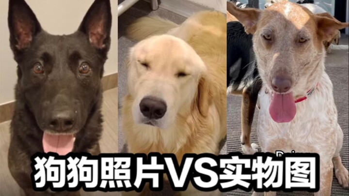 Perbandingan antara foto anjing-anjing di situs web dengan penampilan aslinya