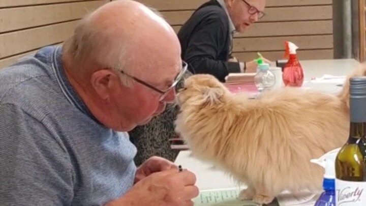 The Sheniu kitten asks the referee for a kiss. Who can resist it?