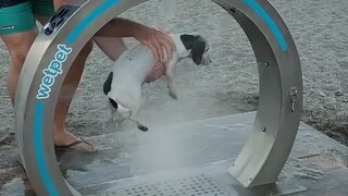 Thiết bị tắm rửa cho chú chó lấm lem cát sau khi chơi đùa trên bãi biển thành phố Malaga, Tây Ban Nh