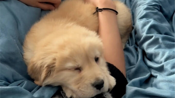 ลูกสุนัขปิดเครื่องด้วยปุ่มเดียว