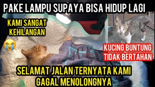 Selamat Jalan Kucing Buntung Telah Di Panggil Tuhan..!