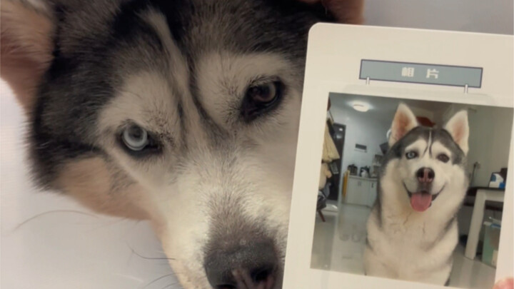 Our Misiu will also be a certified puppy from now on!