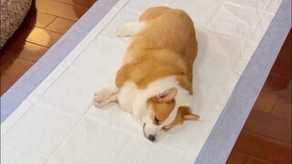 When I bought the wrong size pee pad for my dog...