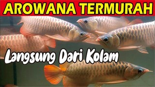 AROWANA SUPER RED TERMURAH LANGSUNG DARI KOLAM