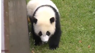 The national treasure "fell into a pit". He has short legs and is nearsighted. His proud look after 