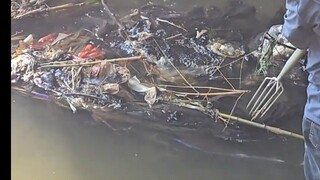 It is said that this kind of fish is the worst and no one would even want to give it away?
