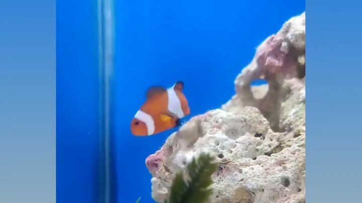 #clownfish #Nemo #Feathercaulerpa #Saltwatertank