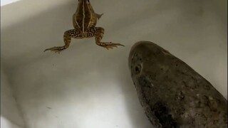 Frog: What else can you do besides drool all over me?