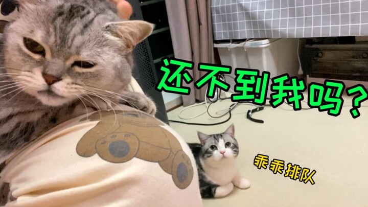 นี่คือความดีของแมวหรือ? ตอนที่เจ้าของอุ้มแมวอยู่ แมวตัวอื่นจะต้องเข้าคิวรอมาอ้อน?!