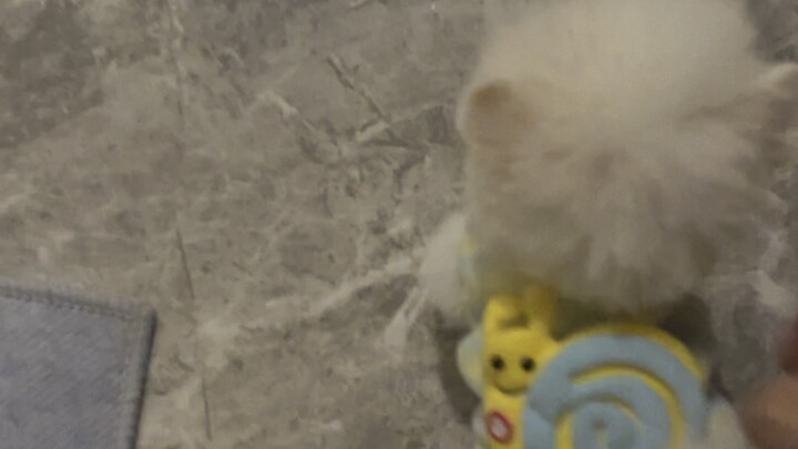 Menggoda anjing setelah makan