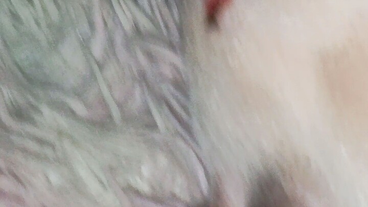 paktay