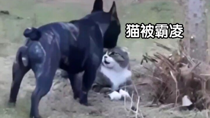 Ketika kucing yang lemah diintimidasi oleh anjing, sebuah video akan menunjukkan betapa menakutkanny