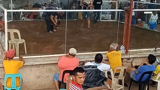 MacLean Shamo vs raptor sweter