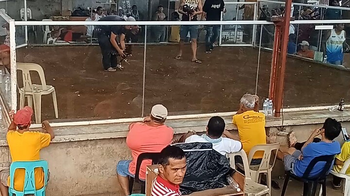 MacLean Shamo vs raptor sweter