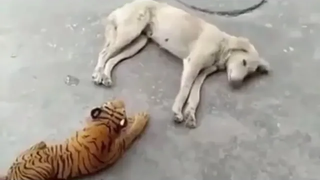 หมาแมวกวนๆฮาๆ cat and dog funny videos