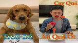 Dương KC | Toa Toa Lầy Lội | chó thông minh đáng yêu | cute smart dog pet | Thú Cưng TV