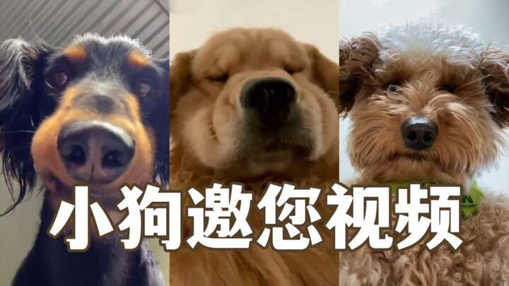 Chó con đang gọi! Hãy trả lời điện thoại!