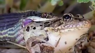 小时候夏季夜晚经常听到的声音，不知道是什么……直到看了这视频