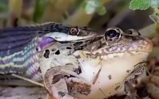 الأصوات التي كنتُ أسمعها غالبًا في ليالي الصيف عندما كنتُ صغيرًا، لم أكن أعرف ما هي... حتى شاهدتُ هذ