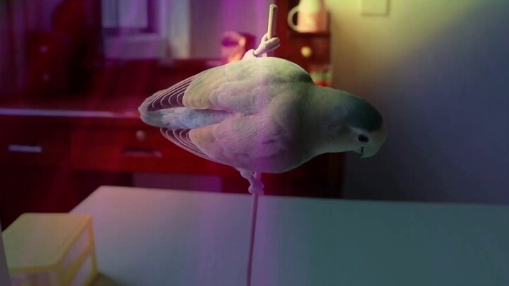 The parrot dances pole dance like a pro. What award should it be given?