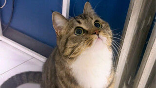 Repeatedly withdrawing Mao Shan Zhu