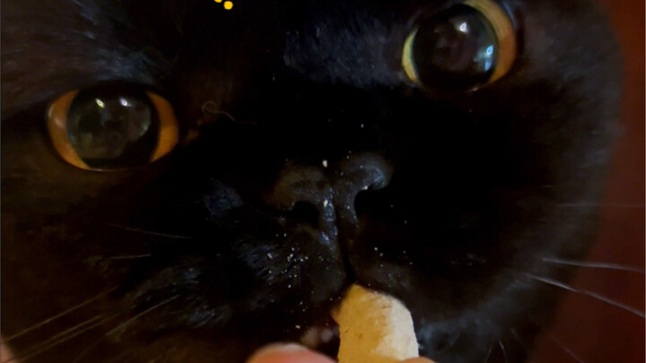 She got so mad she just… snapped! Turns out cats have pride too! Hahaha, they’re just too cute!