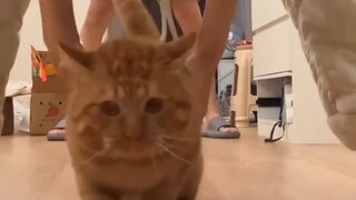 【تأثير صوتي MC】 القط: شاعر، أنا آكل