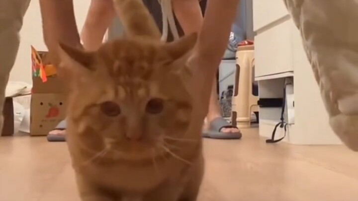 【Hiệu ứng âm thanh MC】Mèo: Nhà thơ, tôi ăn