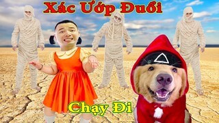 Thú Cưng TV | Tứ Mao Đại Náo #37 | Chó Golden Gâu Đần thông minh vui nhộn Pets cute 재미있는 개 面白い犬 有趣的狗